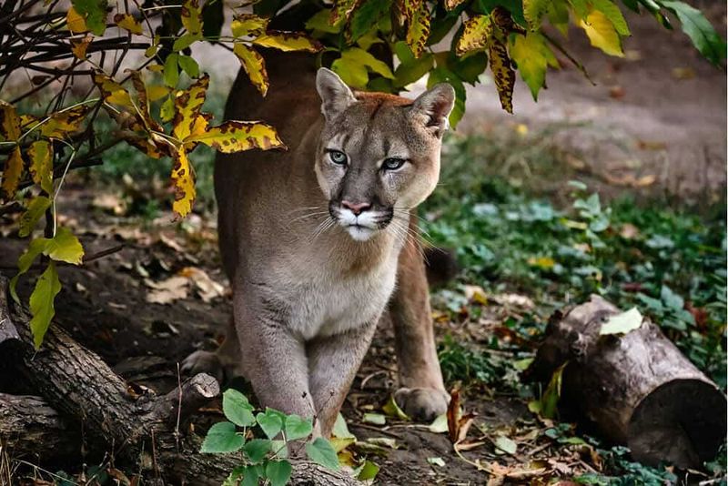Puma