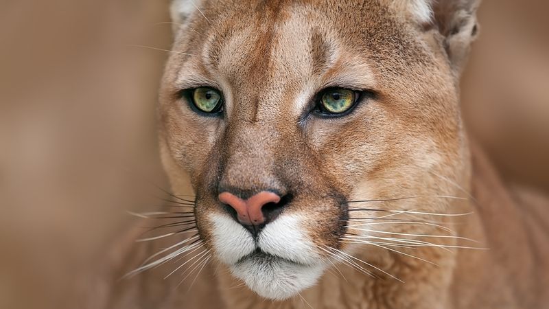 Puma's Luminous Gold Gaze
