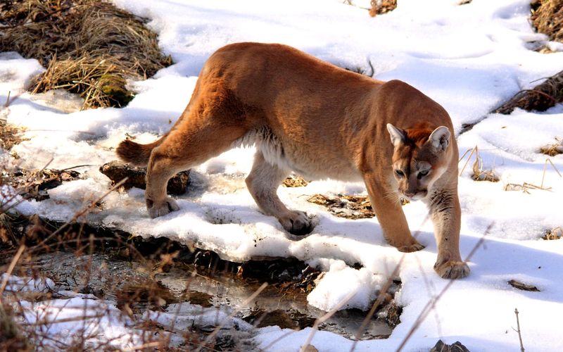 Puma: American Apex