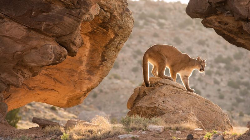 Pumas: Versatile Wanderers