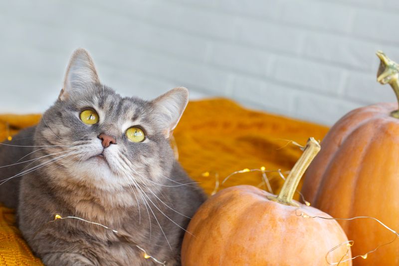 Pumpkin: Digestive Helper