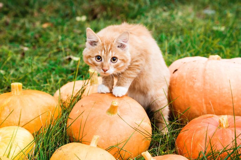 Pumpkin