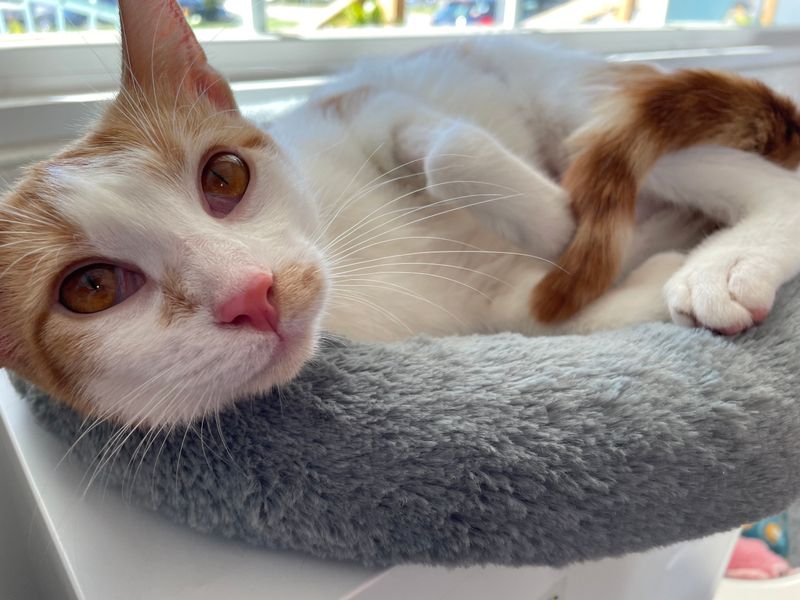 Purr Cup Café – Raleigh, NC