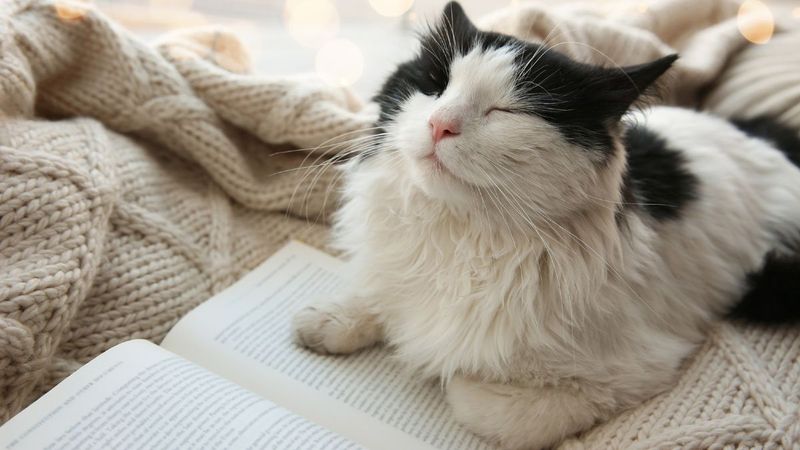 Purr-fect Vibrations