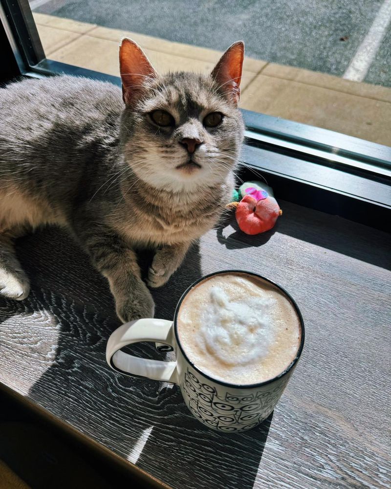 Purrfect Brew Cat Café – Sarasota, FL