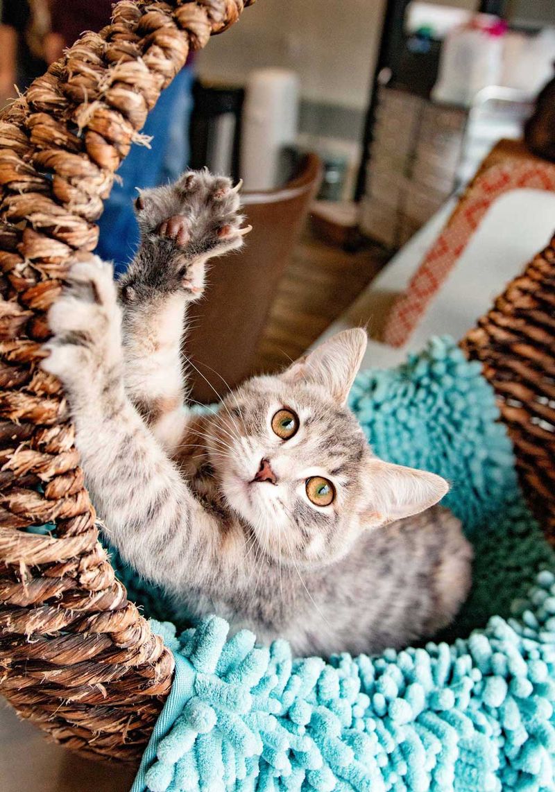 Purrfect Day Café – Louisville, KY