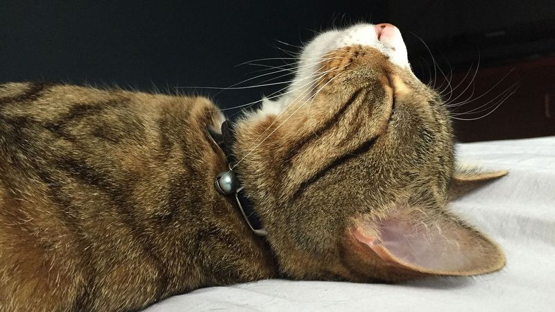 Purring Always Means Happiness