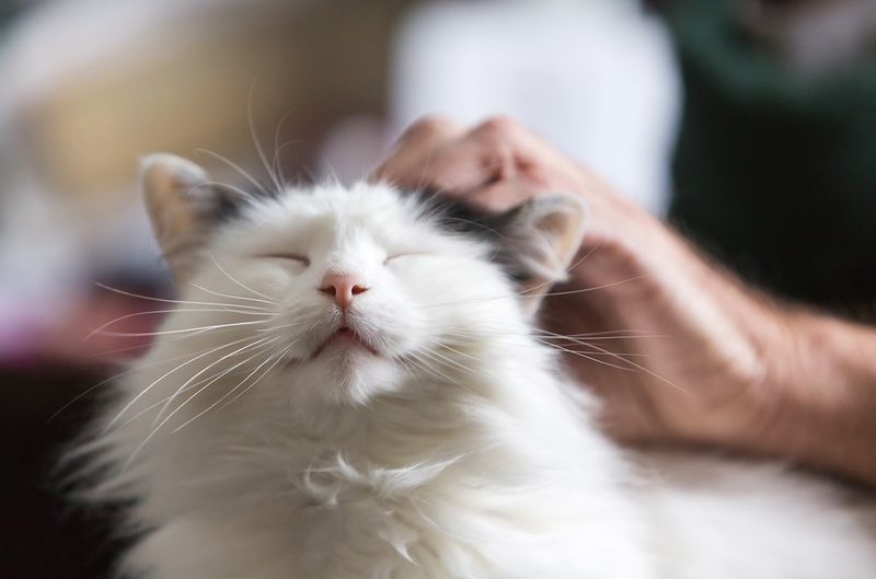 Purring Becomes More Frequent