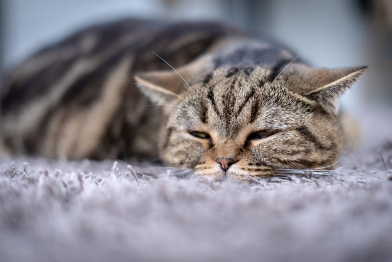 Purring During Discomfort