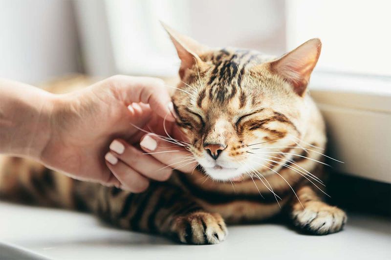 Purring Through Fear