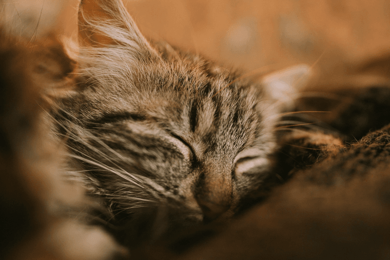 Purring Vibrations That Heal