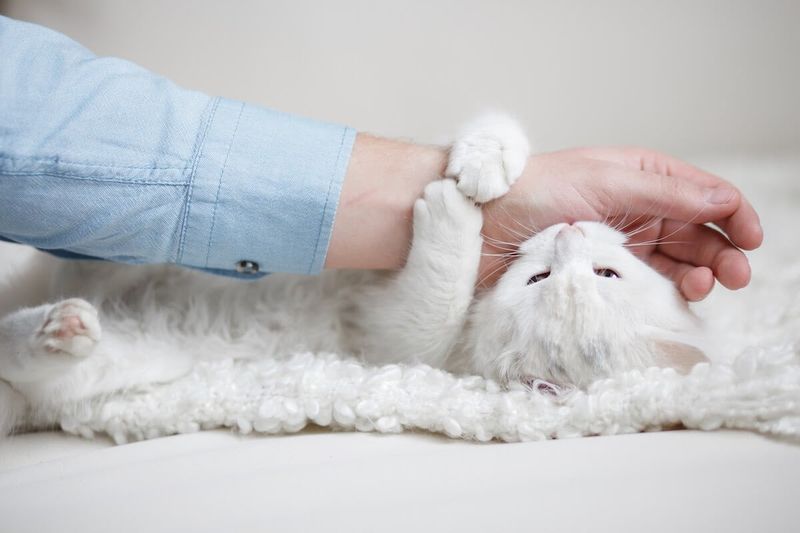 Purring While Being Handled
