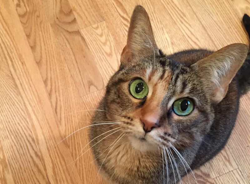Purring While Making Eye Contact