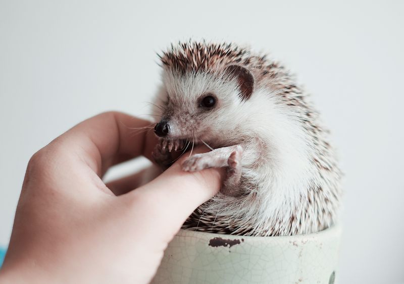 Pygmy Hedgehogs
