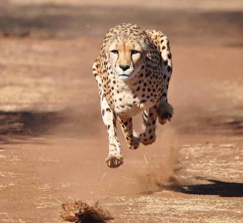 Quick Dispatch of Prey