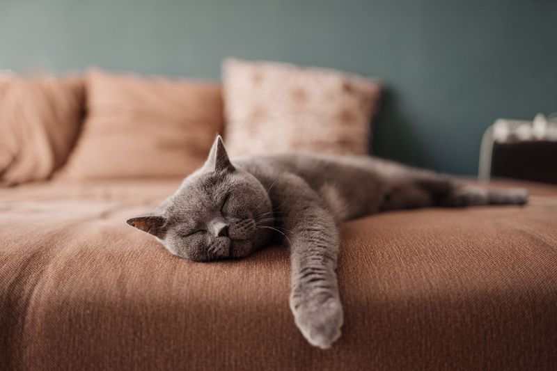 REM Sleep and Dreaming