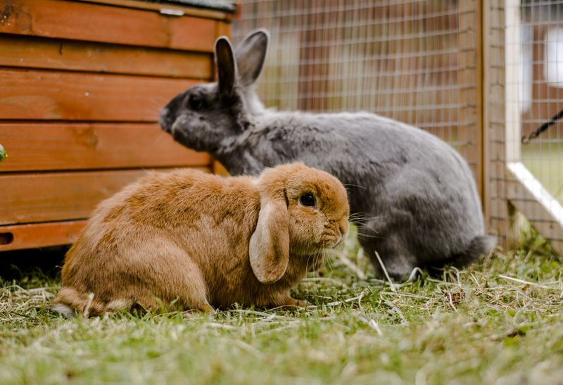 Rabbits