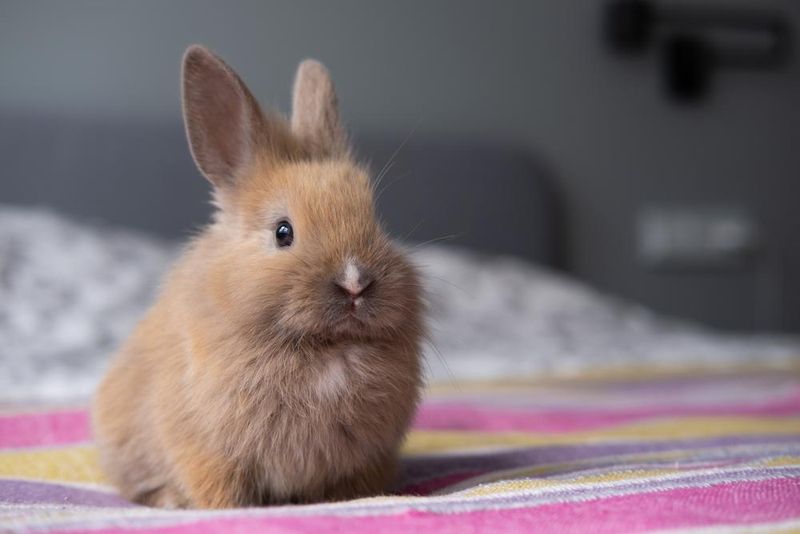 Rabbits