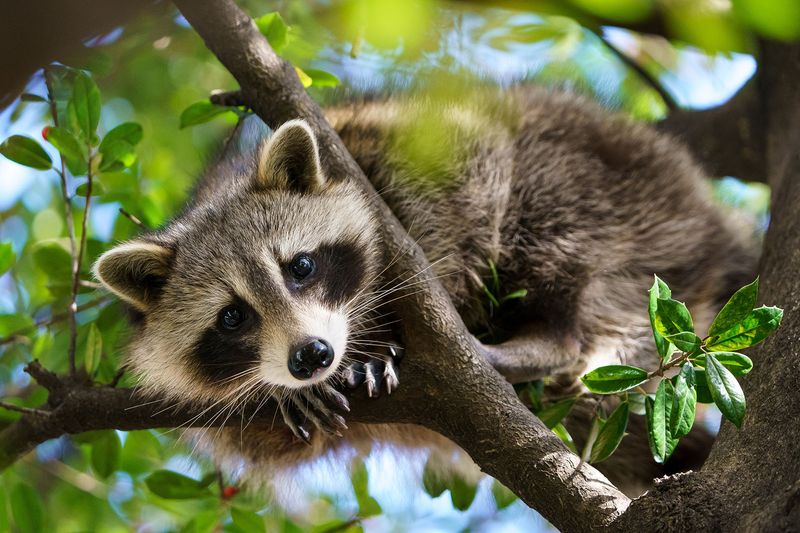 Raccoons