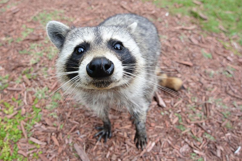 Raccoons