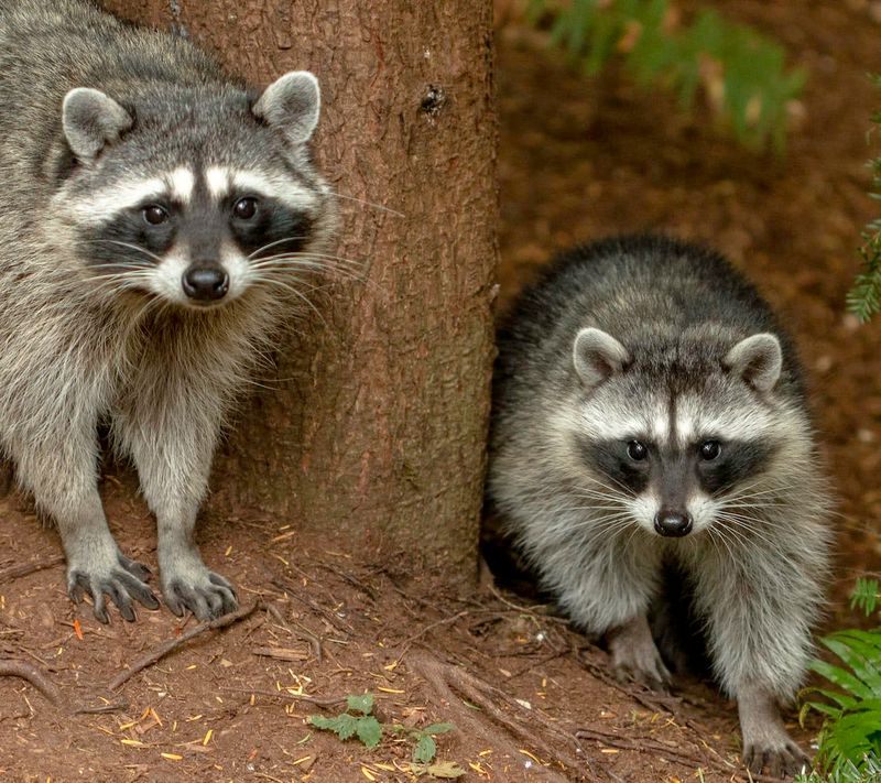 Raccoons