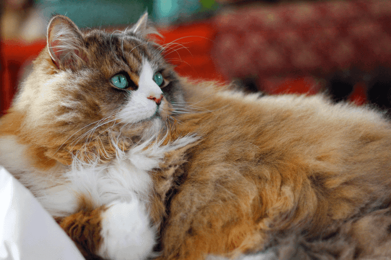 Ragamuffin