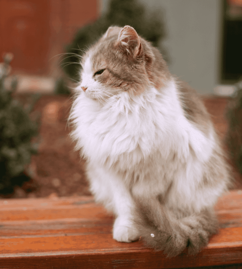 Ragamuffin