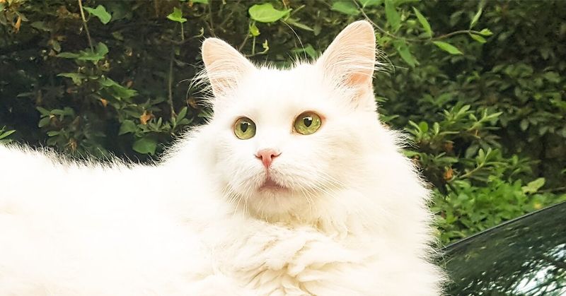 Ragamuffin