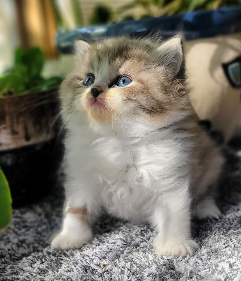 Ragamuffin