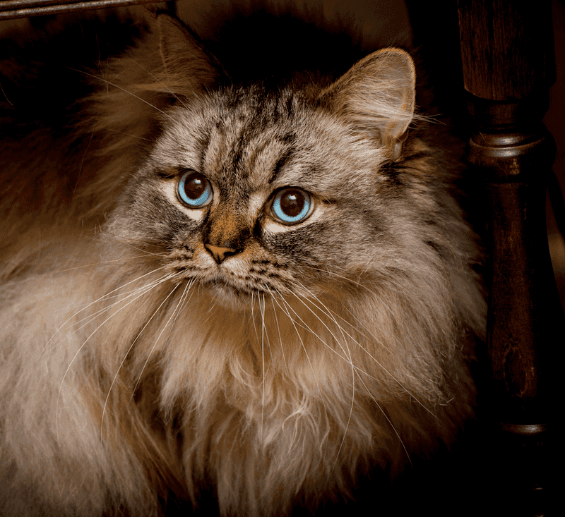 Ragamuffin