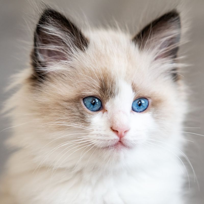 Ragdoll – Lulu