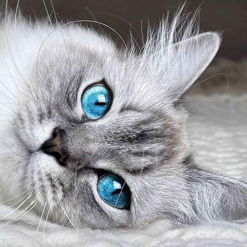 Ragdoll