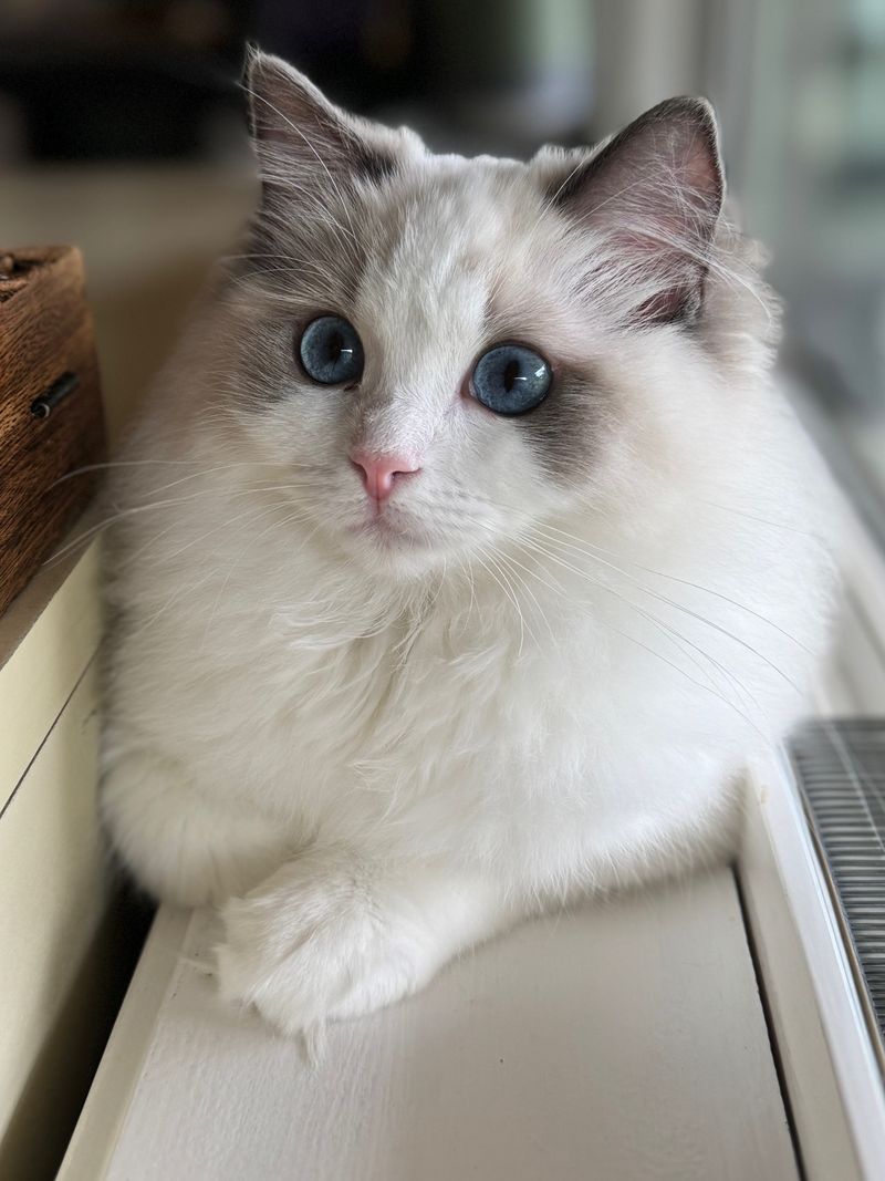 Ragdoll