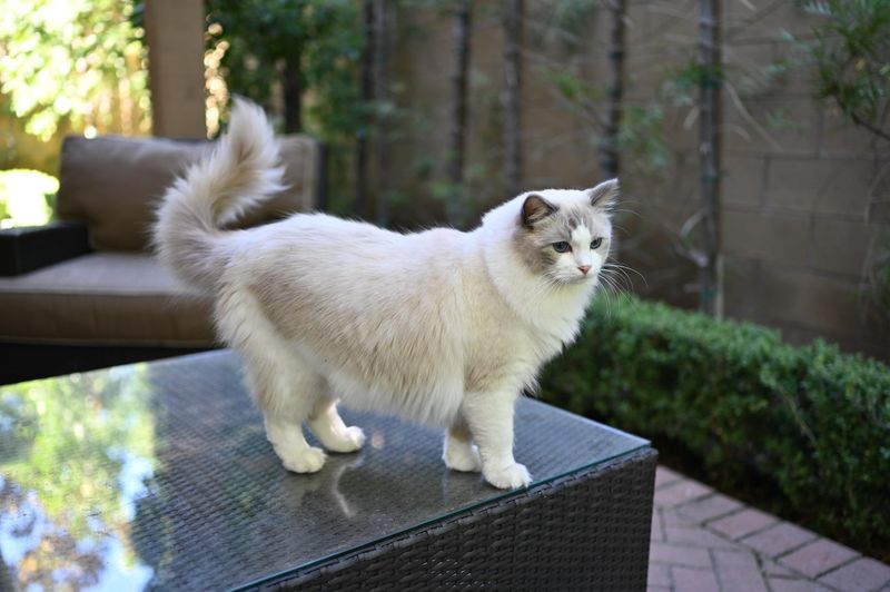 Ragdoll