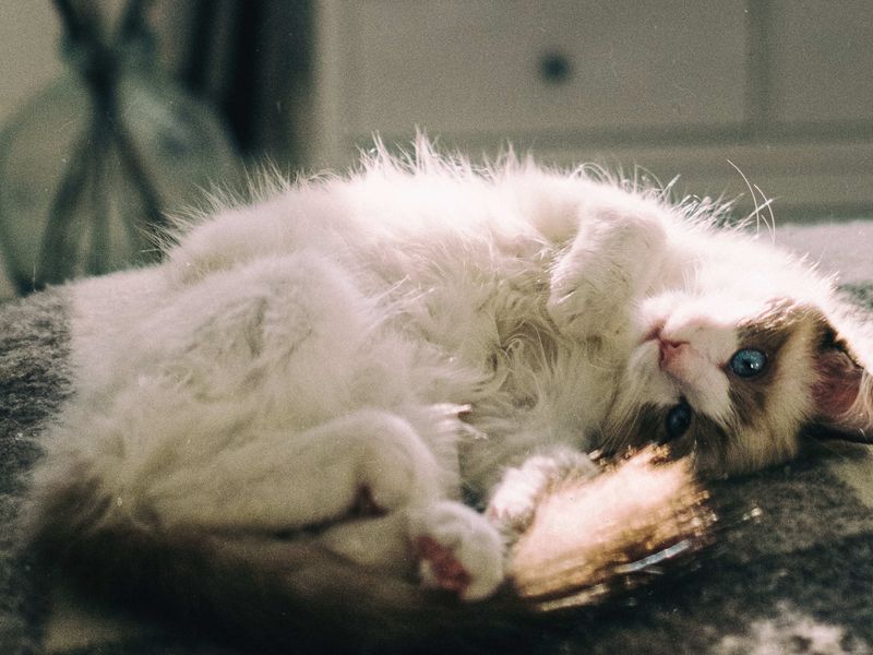 Ragdoll
