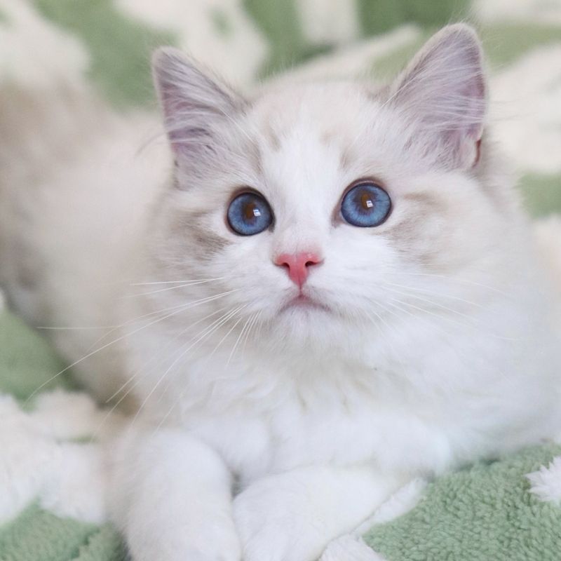 Ragdoll
