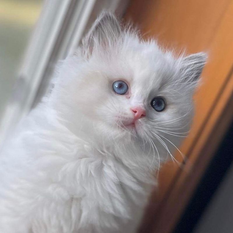 Ragdoll