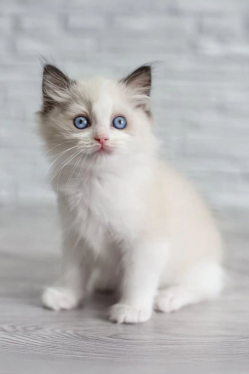 Ragdoll