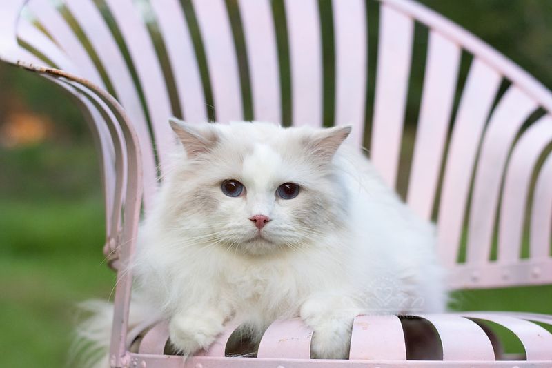 Ragdoll