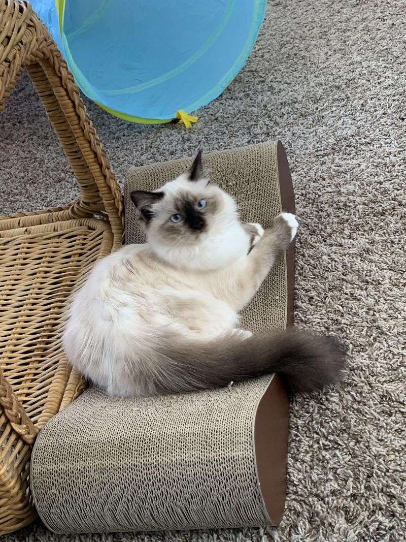 Ragdoll