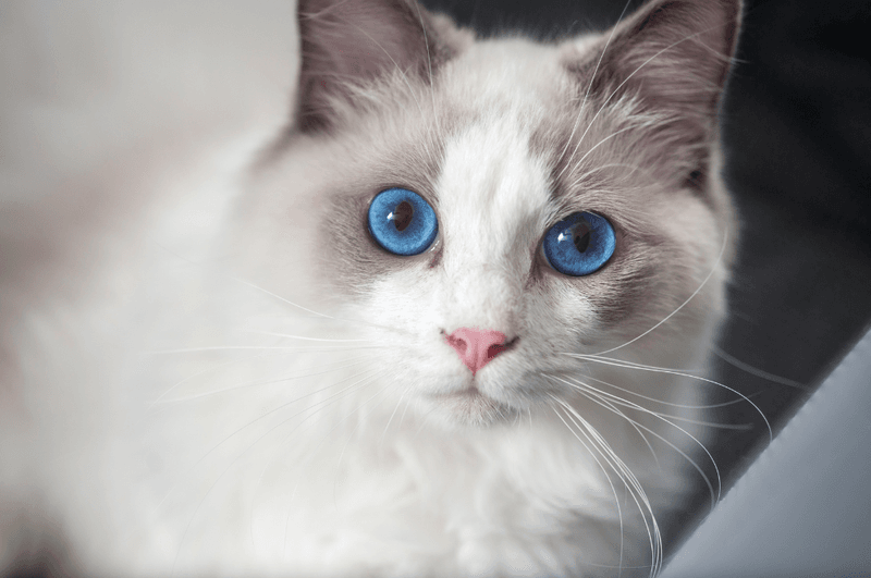 Ragdoll