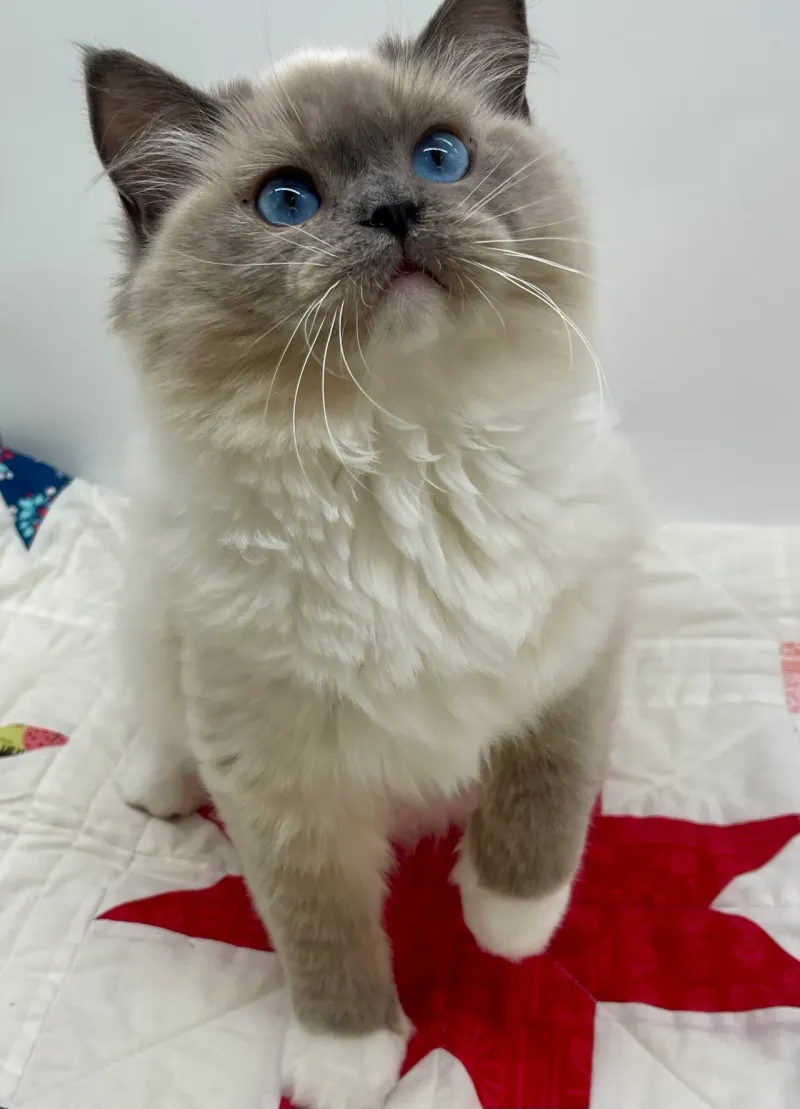Ragdoll