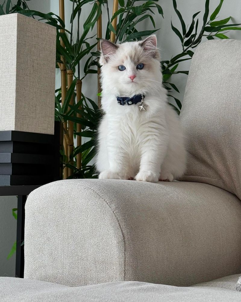 Ragdoll