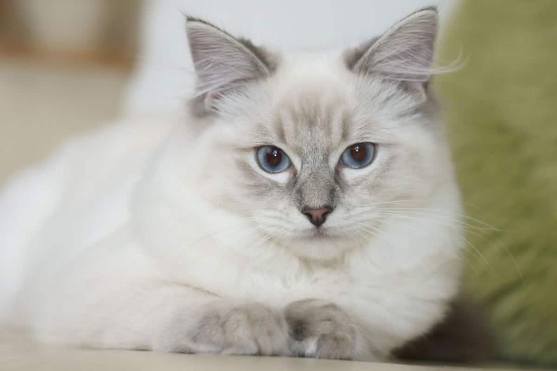 Ragdoll
