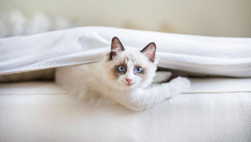 Ragdoll