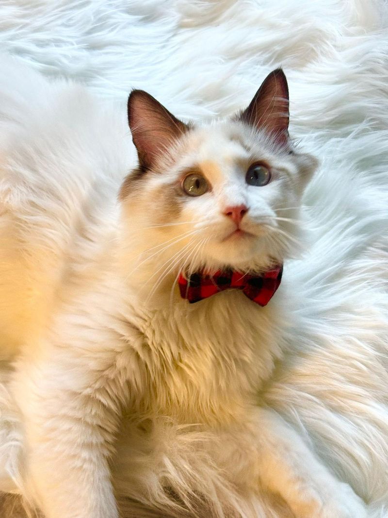 Ragdoll