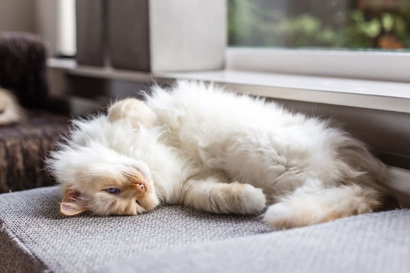 Ragdoll