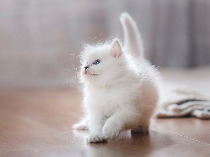 Ragdoll