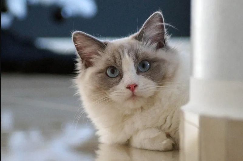 Ragdoll