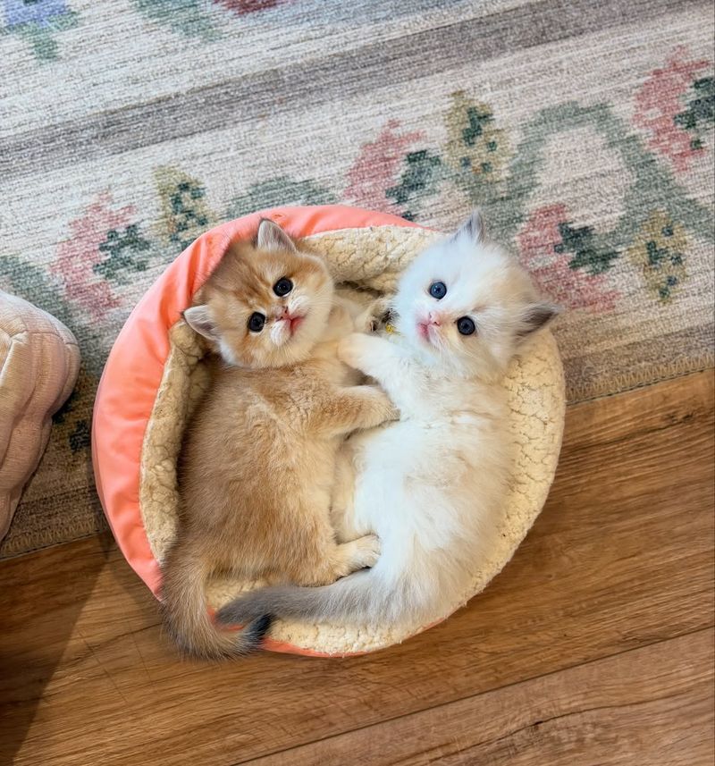 Ragdoll